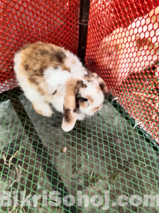 Holland lop Rabbit